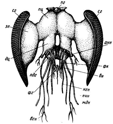 Рис. 35. Головной мозг пчелы с главными нервами (вид спереди):