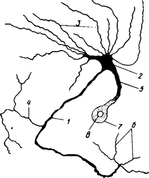 Рис. 37. Типичный нейрон насекомого (по В. П. Тищенко, 1977):