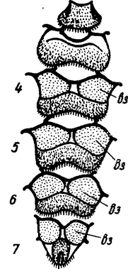 Рис. 53. Стерниты брюшка рабочей пчелы (на 4, 5, 6, 7-м стернитах расположены
