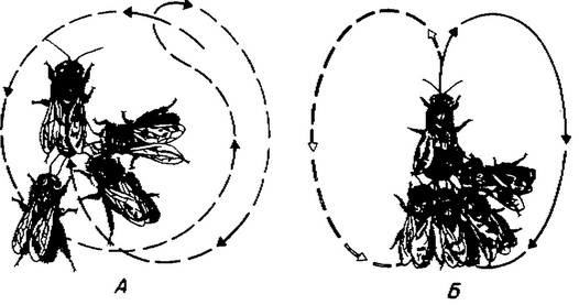 Рис. 54. Сигнальные движения пчел о расстоянии до источника корма: А - круговые;