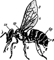 Строение тела пчелы: