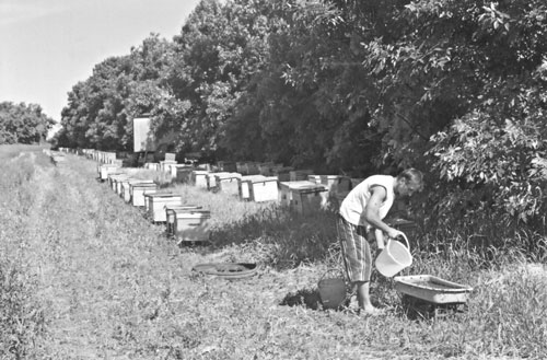 Поилка для пчел. Общий вид промышленной пасеки, более 300 пчелосемейств