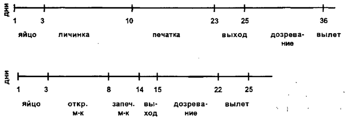 Рис. 12. Периоды развития трутня (вверху) и матки (внизу)