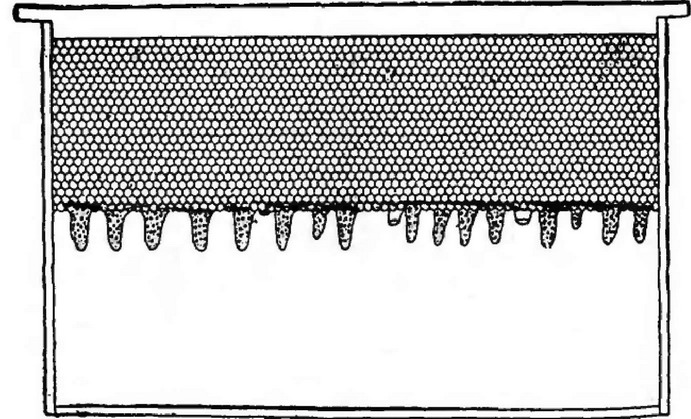 Рис. 28. Маточники на подрезанном соте (прямая подрезка)