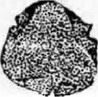 Tilia platyphylla ( )