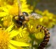 Пчелы. Болезни и вредители