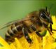 Лечение пчелиным воском