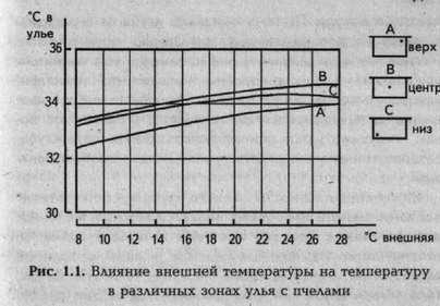 ♦ Реакция пчелиной семьи на понижение внешней температуры