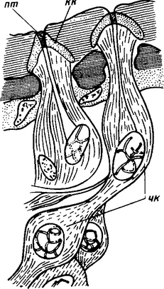 Рис, 42. Колоколовидный орган (продольный разрез):