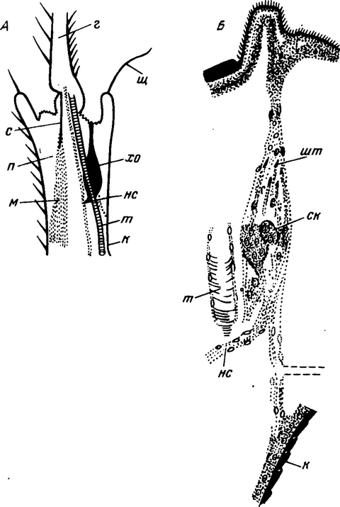 Рис. 43. Схема размещения (А) и строения (Б) хордотонального органа:
