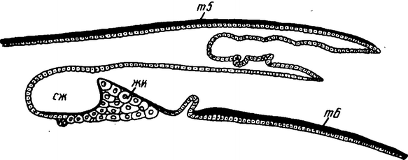 Рис. 44. Насонова железа пчелы: