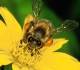 Роение медоносных пчел и противороевые приемы