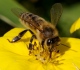 Пчелы в радость
